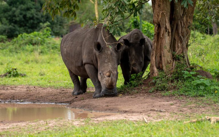 1 Day Rhino Tracking Tour