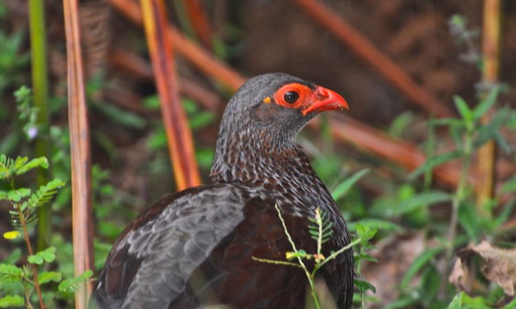 10 Days Uganda Birding Safari