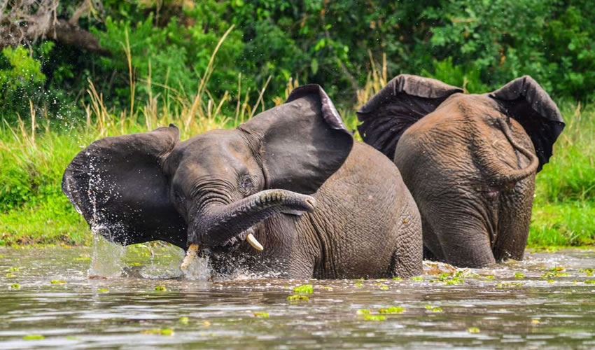 3 days murchison falls national park safari