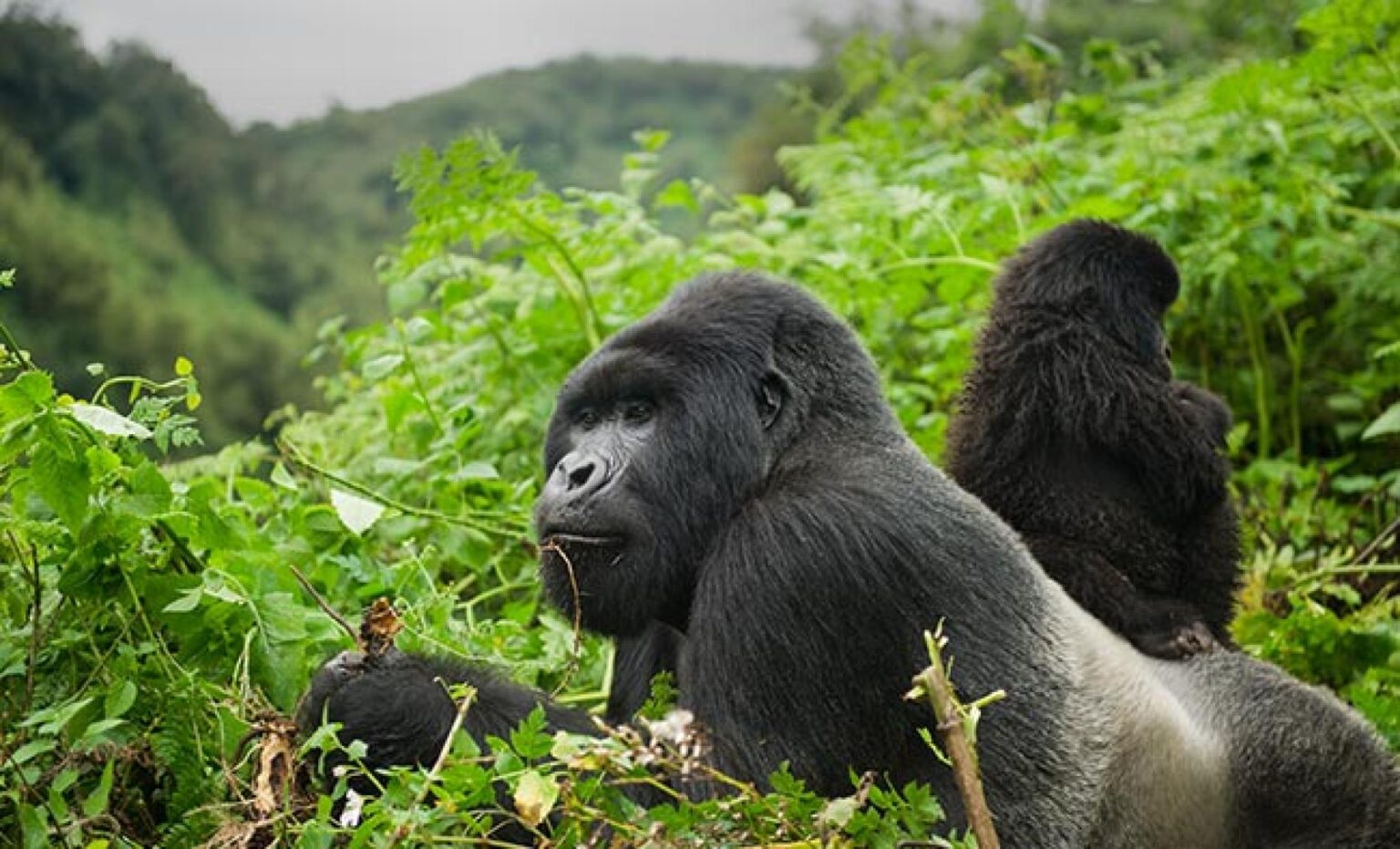 3 Days Rwanda Gorilla Safari