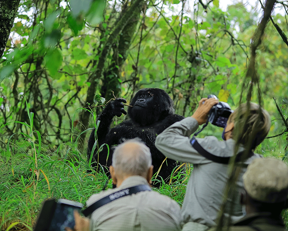 1 Day Uganda Gorilla Safari
