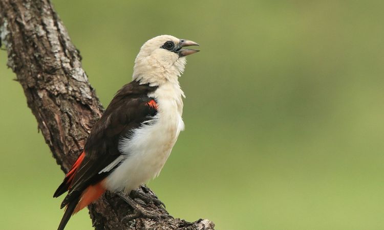 3 Days Uganda Birding Safari