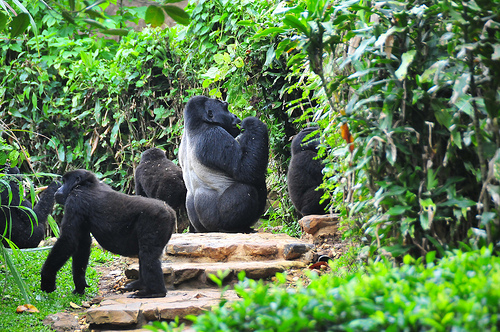 5 Days Mgahinga Volcano Gorilla Adventure