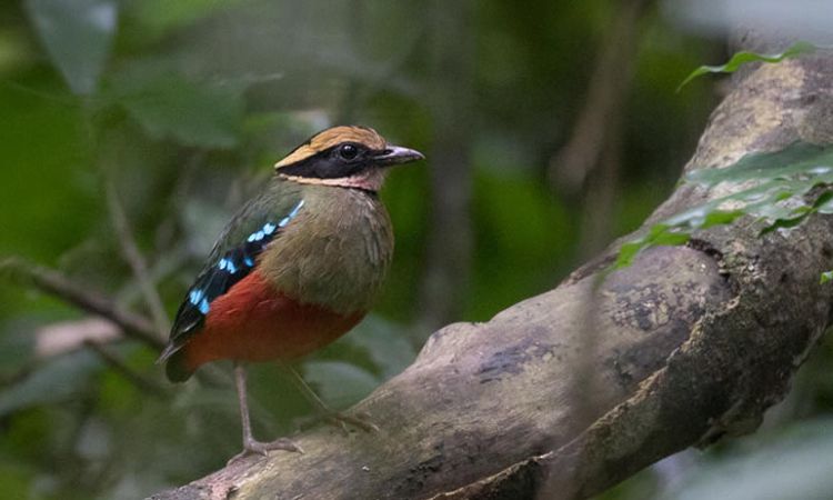 5 Days Uganda Birding Safari