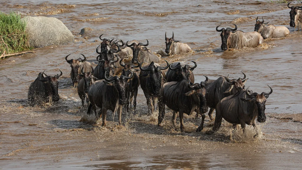 Kenya safari tours