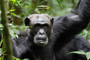 7 Days Uganda Primate Safari