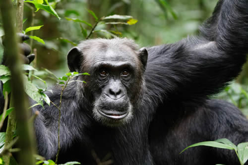 7 Days Uganda Primate Safari