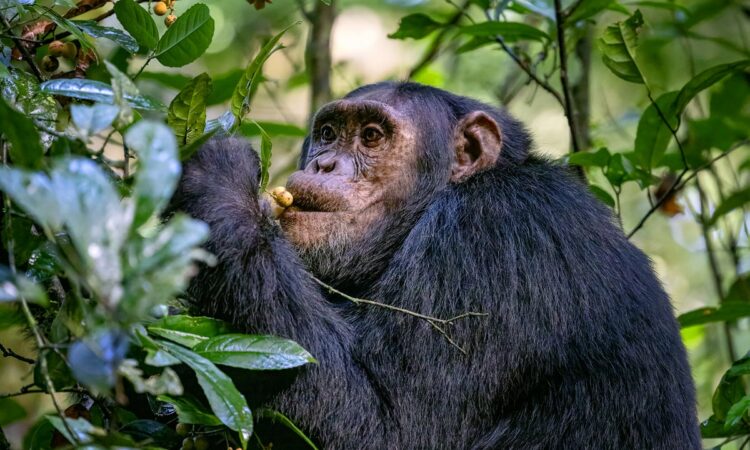 Uganda national parks safari