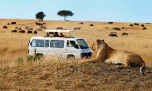 7 days uganda wildlife safari