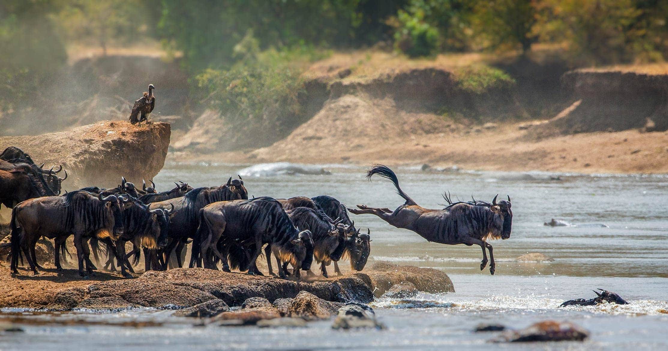 8 Days Serengeti Ngorongoro safari