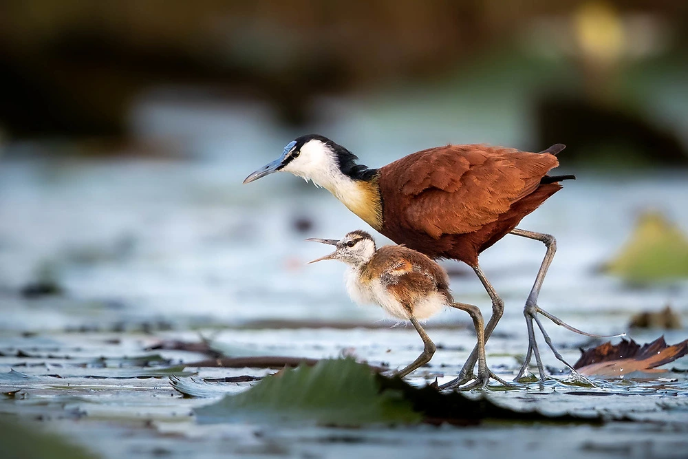 Birding in Uganda