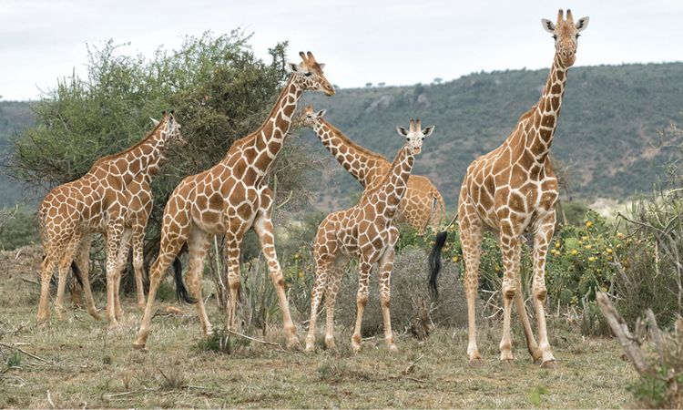 animals in kenya national parks