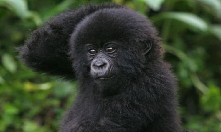 baby gorilla