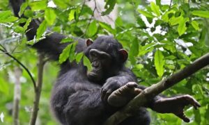 3 Days chimpanzee trekking uganda
