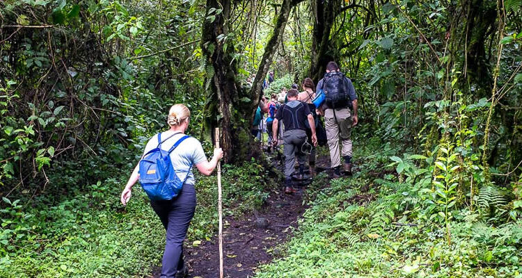 Best Time to Visit Uganda