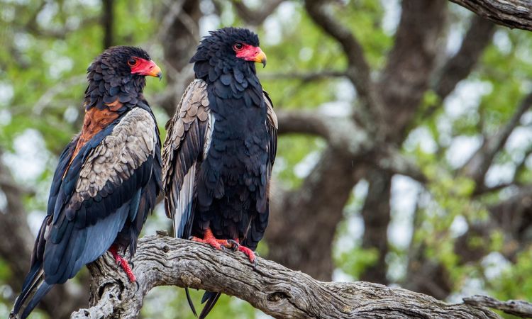birding in africa