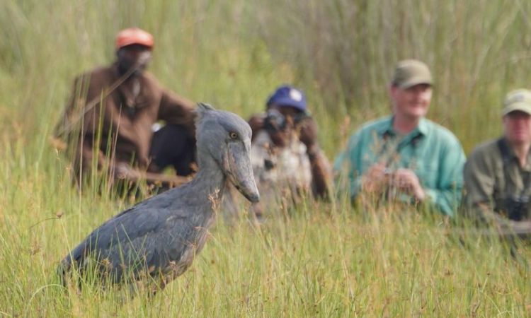 birding in uganda