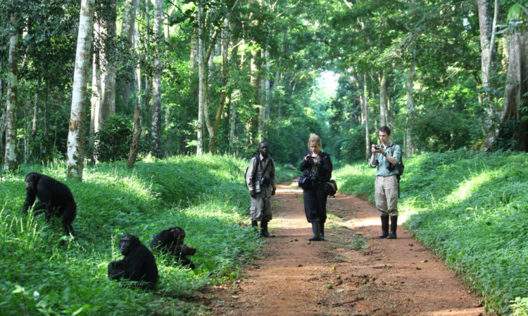 budongo forest