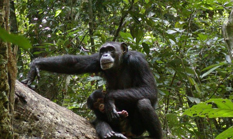 Where Do Chimpanzees Live