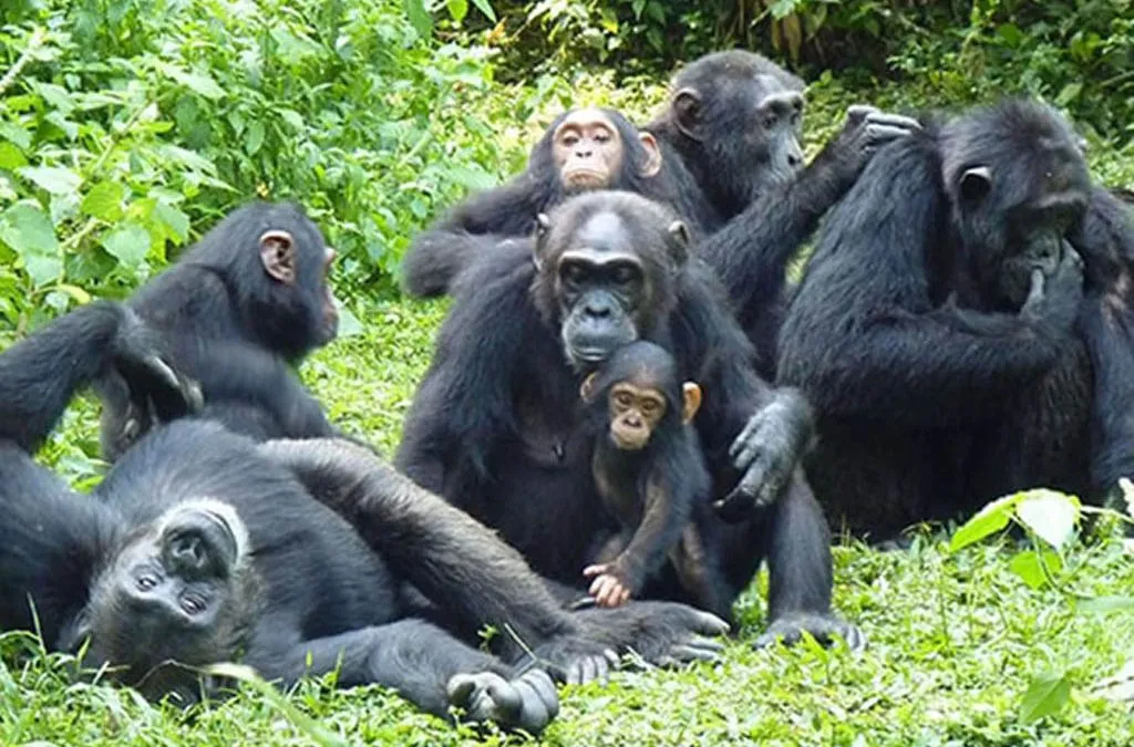Chimpanzee family in Kibale National Park forest