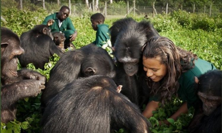chimpanzee