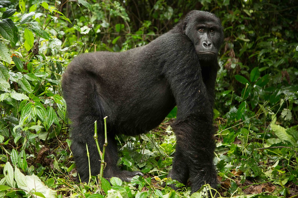 Eastern Lowland Gorilla