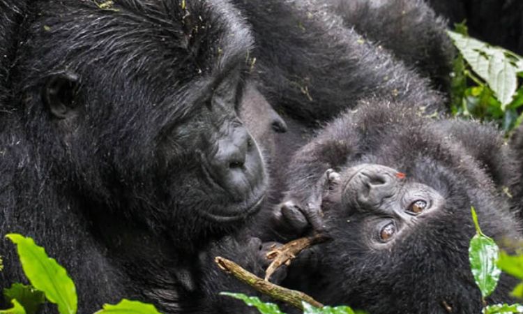 Female Gorilla