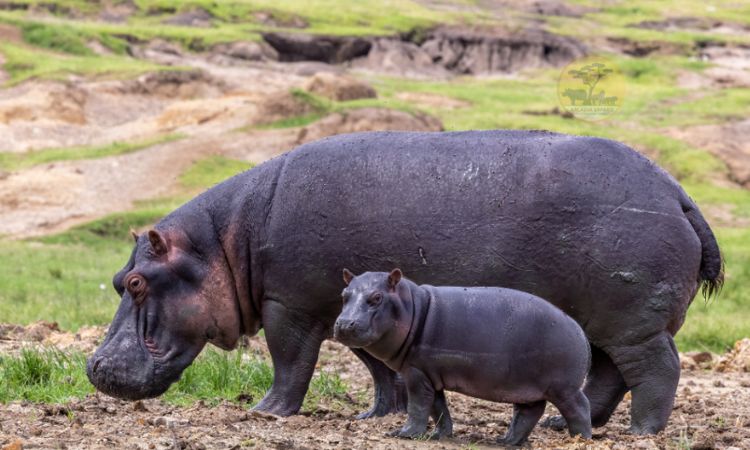 hippopotamus weight