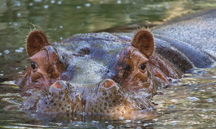 hippopotamus nose