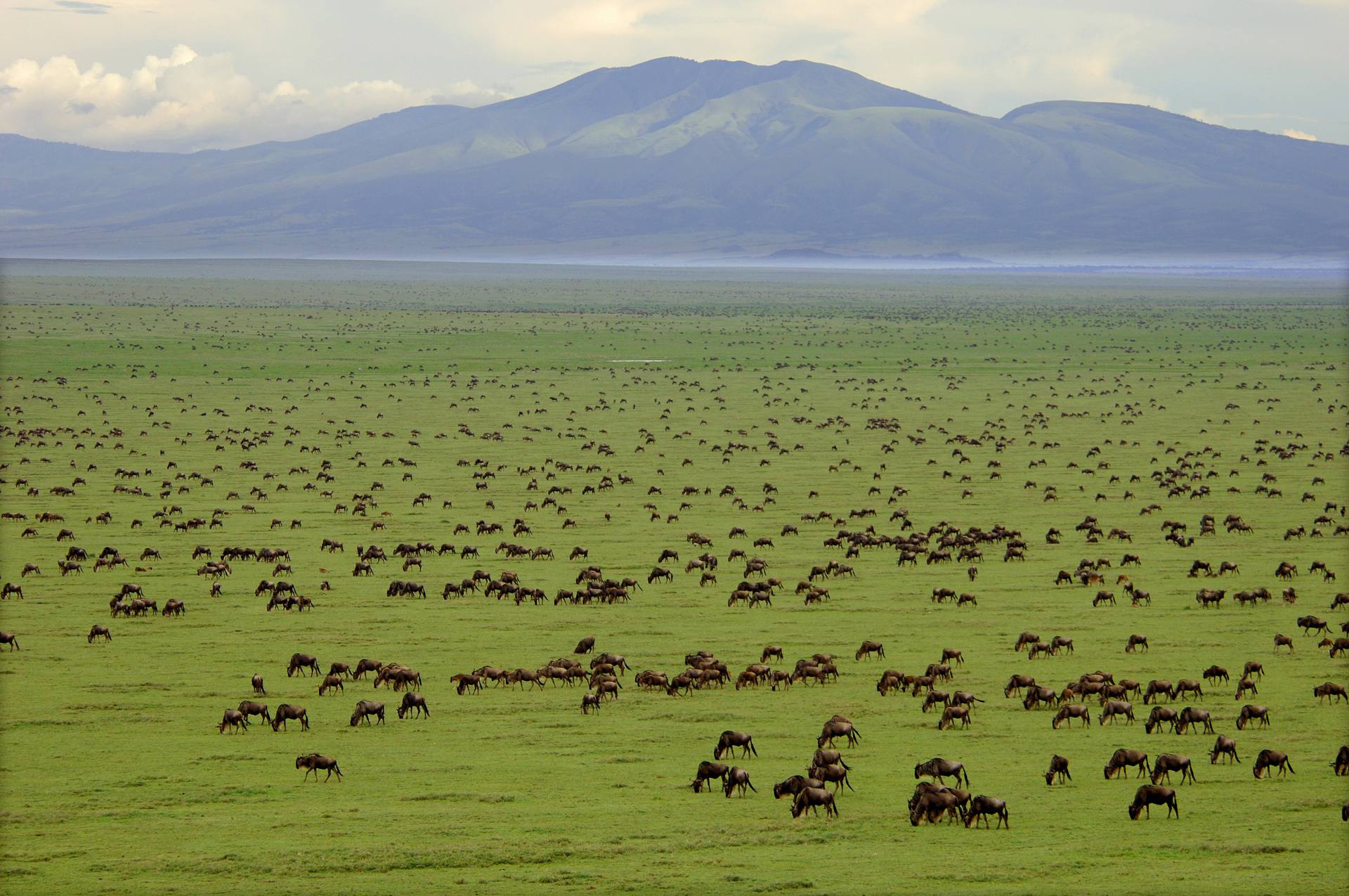 Serengeti National Park Safari