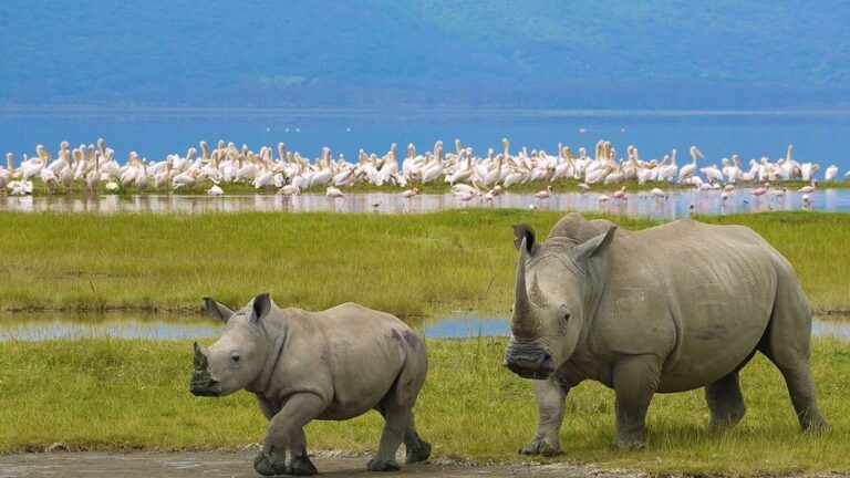 10 days Kenya Wildlife safari