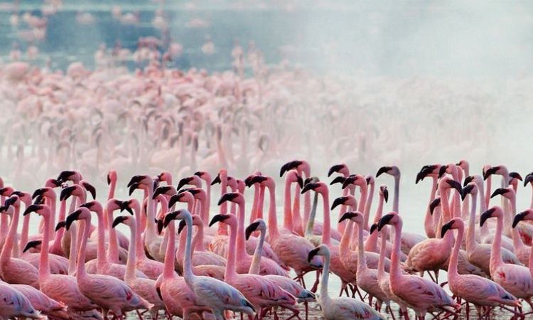 lake nakuru flamingos