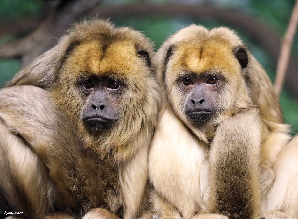 Monkey Nose