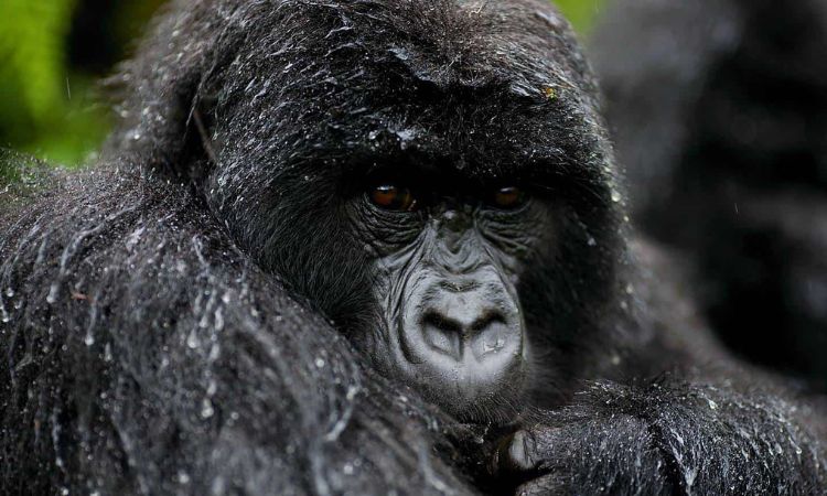 Mountain Gorilla NoseMountain Gorilla Nose