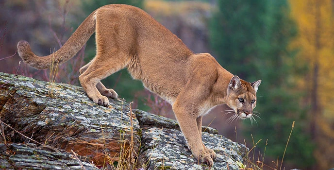 What Mountain Lions Look Like