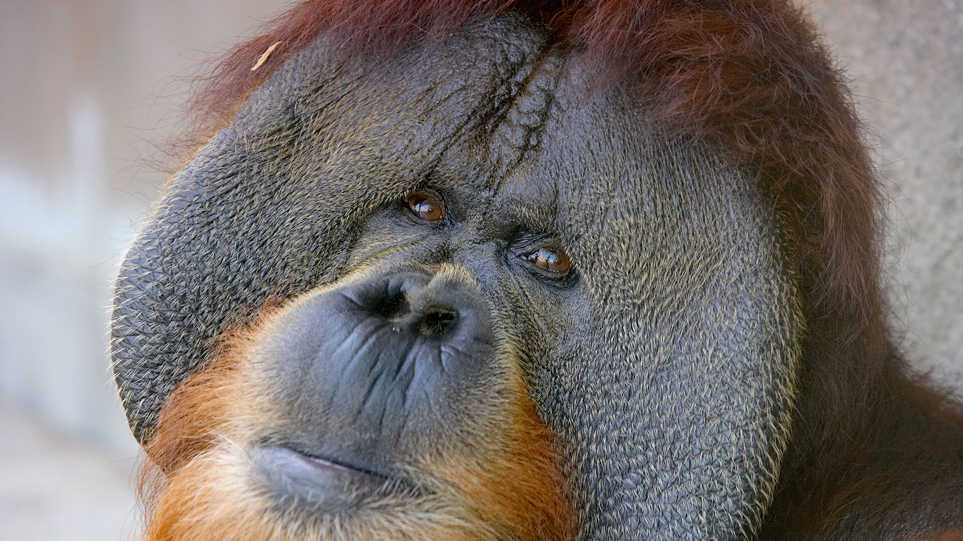 Orangutan Nose