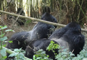 4 Days Bwindi Silverback Encounter