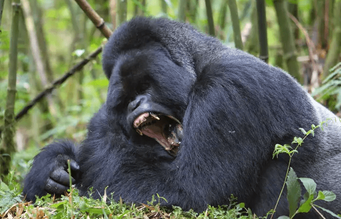 Silverback Gorilla Strength