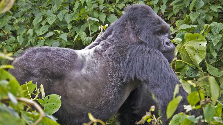 Silverback Gorilla Weight