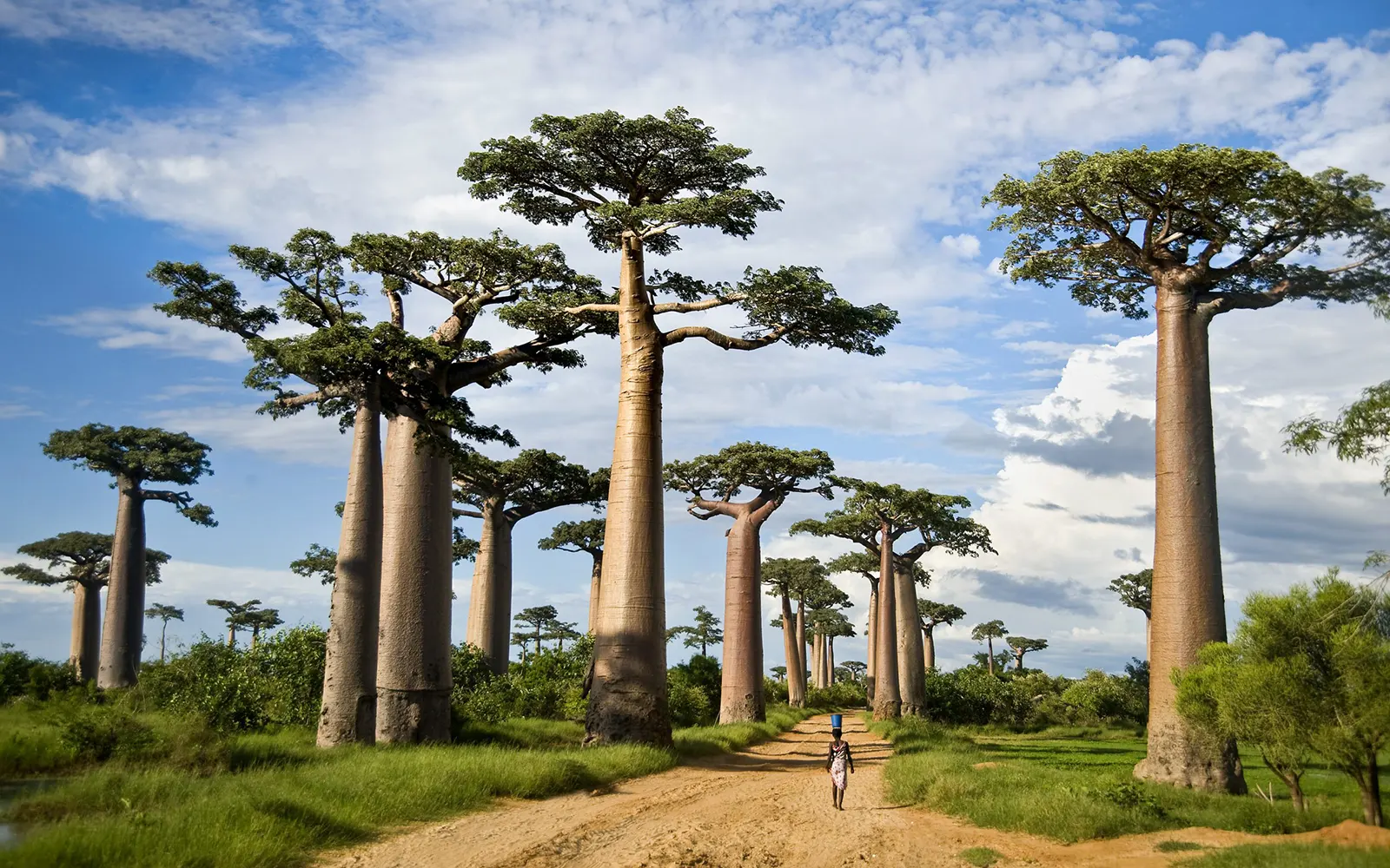 Tarangire National Park Safari