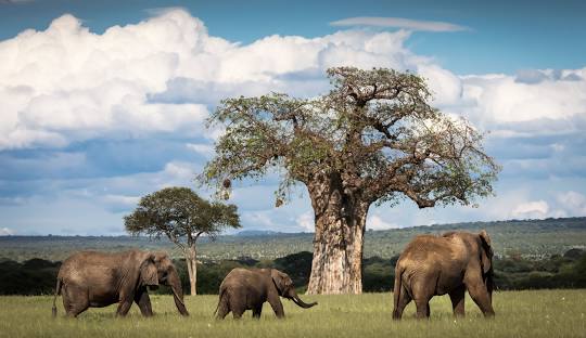 4 Day Northern Tanzania Safari