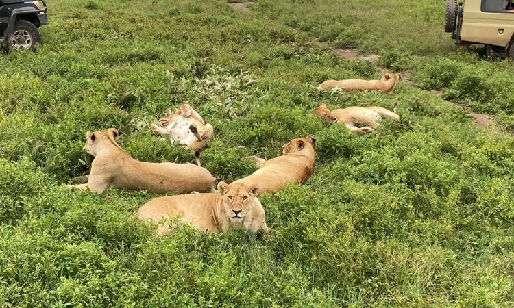 tanzania national parks animals