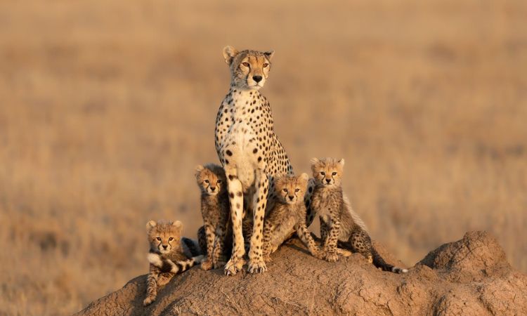 tanzania national parks entrance fee