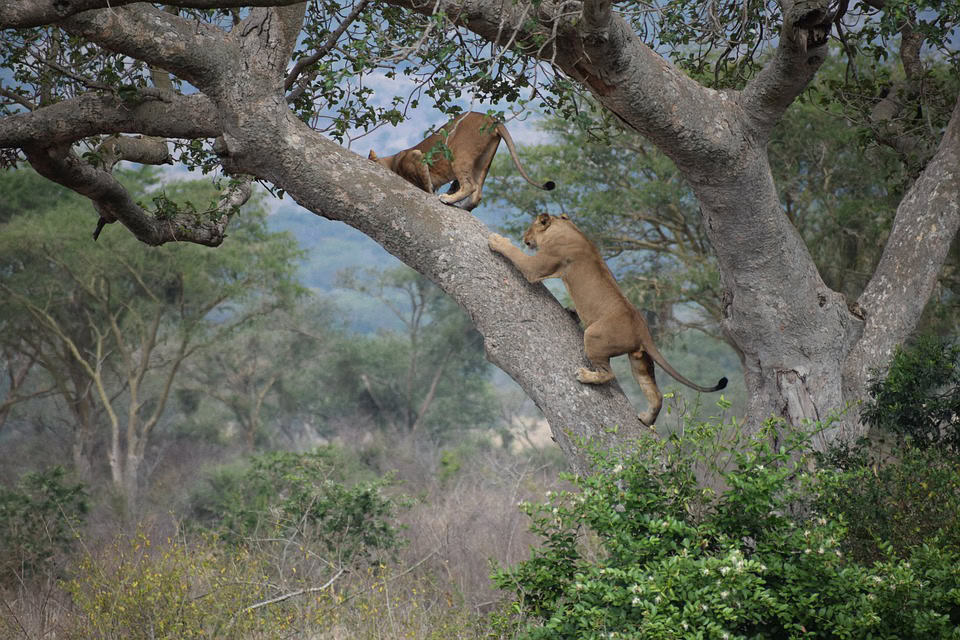Tree climbing lions