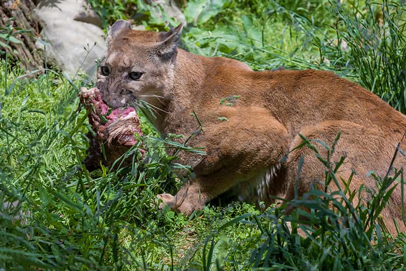 What Do Mountain Lions Eat