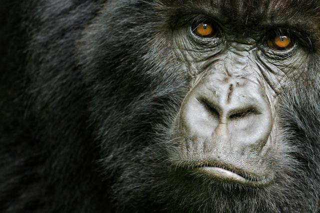 What Is Special About a Mountain Gorilla’s Nose
