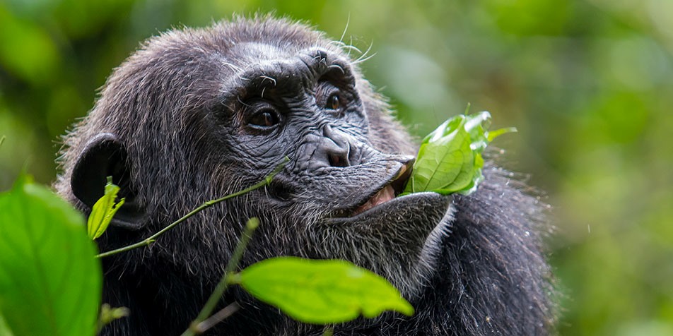 What do chimpanzees eat