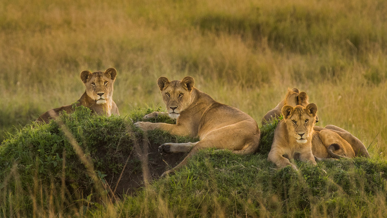 Where do lions live in Africa