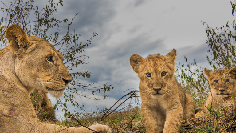 Where do lions live