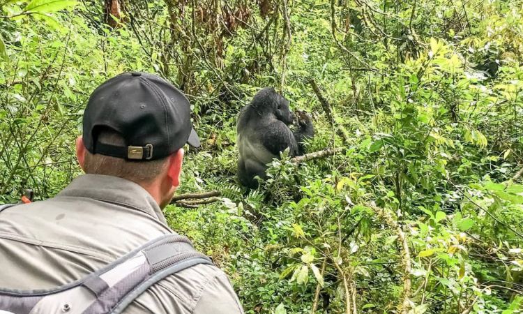 where to see gorillas in Uganda
